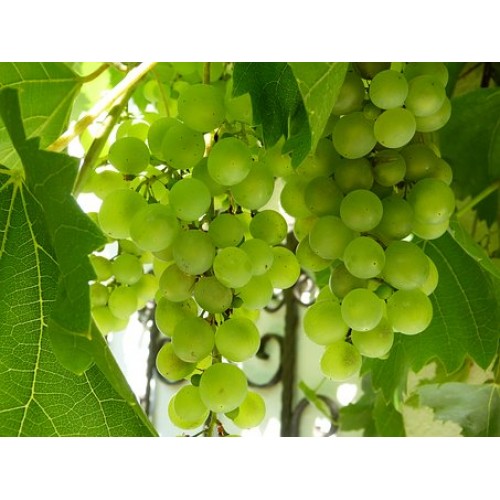 Druiven witte per 500 gram